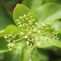 Premna serratifolia L.